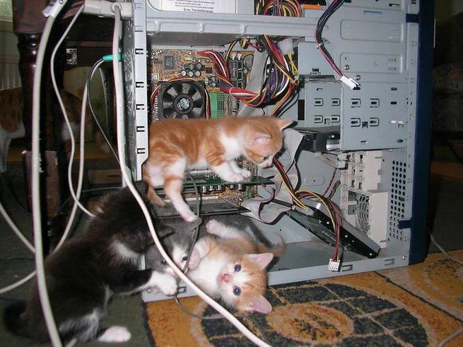 Too many kittens inside an open desktop computer.