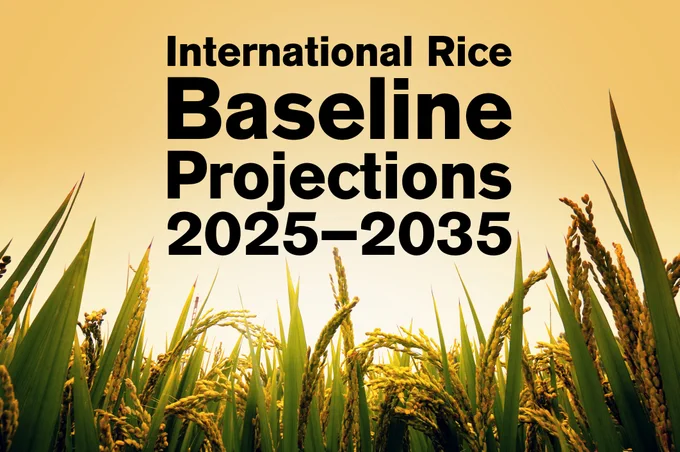 Rice field looking up at warm colored sky words say international rice baseline projections 2025-35