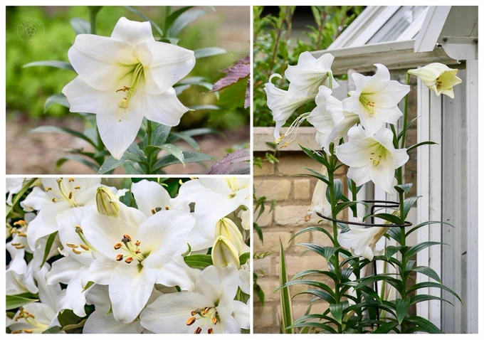 Collage of white trumpet lilies in bloom. A single pristine flower is shown in close-up, while a cluster of open blooms and unopened buds fills the lower image. A tall stem beside a greenhouse displays several elegant, outward-facing flowers with creamy-green throats, their graceful trumpet-shaped blooms symbolising beauty and purity.