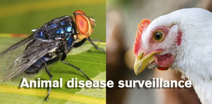 composite showing screwworm fly and chicken head