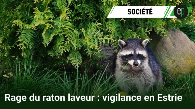 La direction de santé publique de l'#Estrie alerte la population face à la #ProgressionRapide de la #RageDuRatonLaveur avec une #ZonedeSurveillanceRehaussée couvrant presque toute la Montérégie et le sud-ouest de l'#Estrie incluant #SecteursUrbains, la maladie étant #Mortelle chez l'humain une fois #SymptômesApparus, transmise par #Salive d'animal infecté via #Morsure, #Griffure ou contact, recommandant des #GestesdePrévention incluant #ÉviterContact avec animaux sauvages, #LaverimmedIatement plaies, #ConsulterRapidement ou appeler #811, #VaccinerAnimaux domestiques, #SignalerComportements anormaux, un #TraitementRapide pouvant prévenir la maladie en #Estrie, #Montérégie et #Québec.