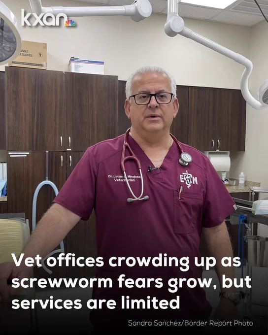 KXAN News graphic showing a veterinarian standing inside an animal clinic or examination room. The veterinarian is wearing maroon scrubs with a stethoscope around his neck and is positioned in front of cabinets, medical equipment, and examination lighting. Overlaid text reads: “Vet offices crowding up as screwworm fears grow, but services are limited.” The KXAN logo appears in the upper left corner, and a photo credit to Sandra Sanchez/Border Report appears at the bottom. The graphic highlights growing concerns about New World screwworm and increasing demand for veterinary services.