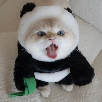 @Dgdzyyds profile picture