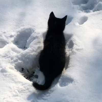 @nnfng151531 profile picture