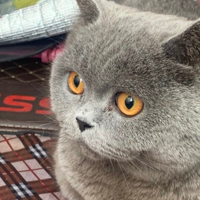 @xiaoyiplus111 profile picture